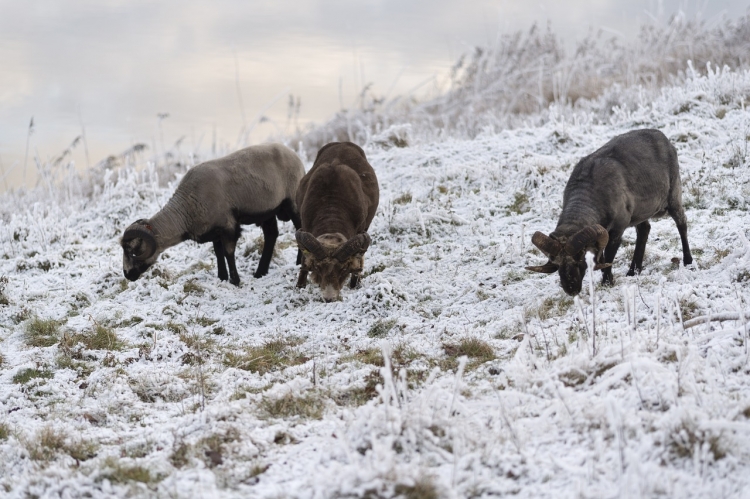 Schafe im Schnee