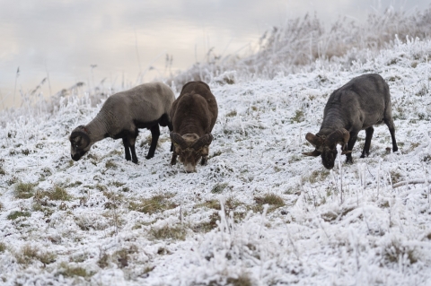Schafe im Schnee